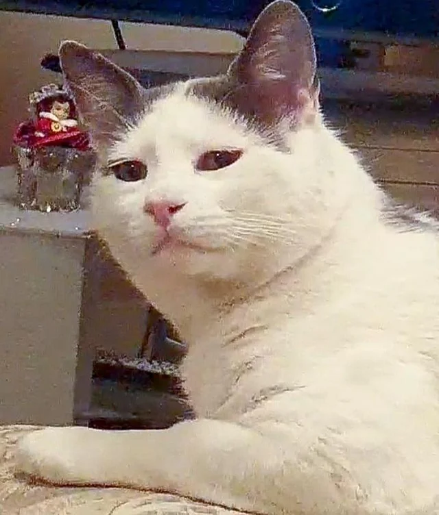 my-cat-judging-me-v0-p4gd8tg13tbb1.png